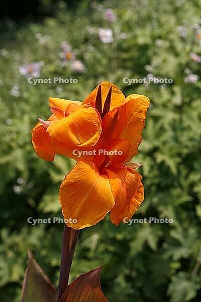 Canna indica, flower tube [IBR124602656]