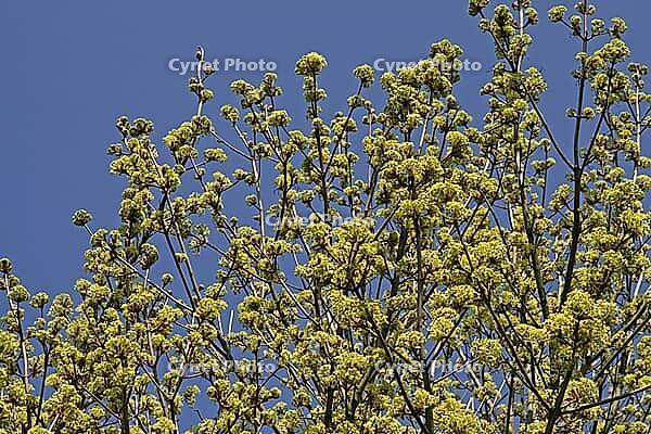 Acer platanoides, Norway maple [IBR124602657]