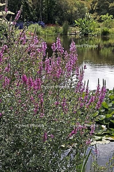 Lythrum salicaria 'eye candy, 'blood willow [IBR124602659]