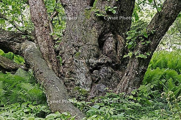 Corylus x columoides, tree hazel [IBR124602660]