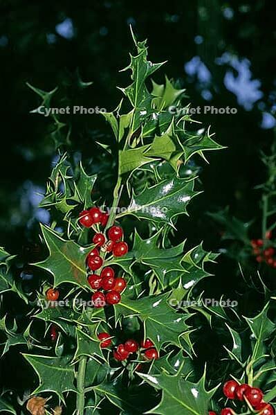 Ilex aquifolium, holly [IBR124602661]