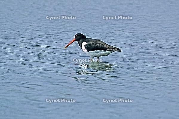 Oystercatcher, Haematopus ostralegus, oystercatcher [IBR124602662]