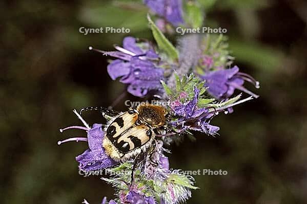 Trichius fasciatus, banded brush beetle [IBR124602663]