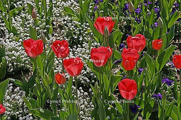 Tulipa, tulips in the light [IBR124602664]