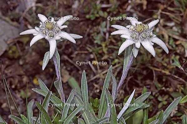 Leontopodium alpinum, edelweiss [IBR124602665]