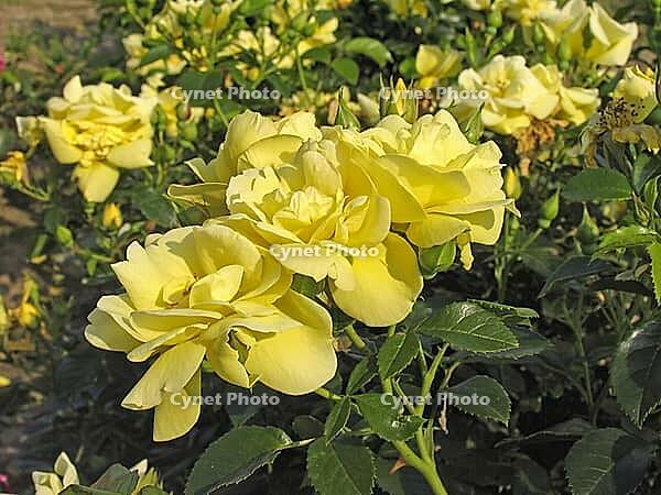 Rosa 'Michelangelo' [IBR124602666]