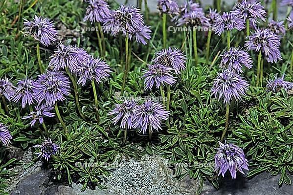 Globularia cordifolia, heart-leafed globular flower [IBR124602667]