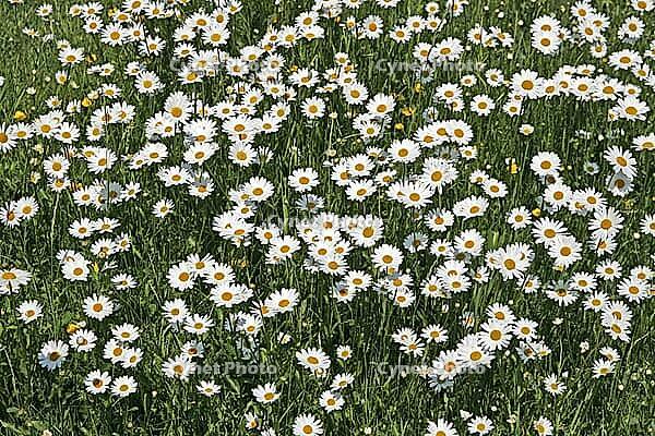 Leucanthemum vulgare, daisy [IBR124602668]
