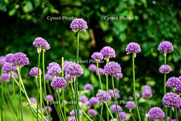 Vibrant purple allium flowers in bloom in summer garden [IBR124626832]