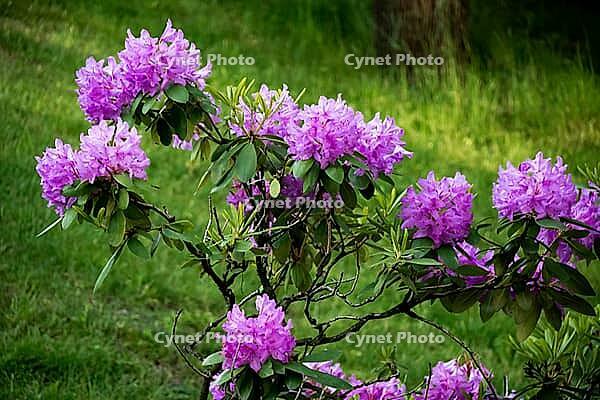Beautiful blooming rhododendron on a sunny spring day for nature poster design [IBR124626833]