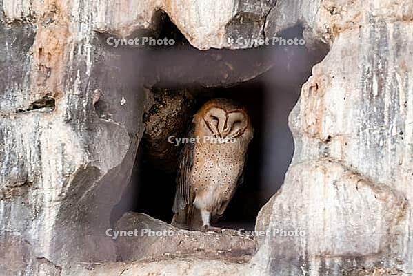 Barn owl resting in rocky cave habitat during daytime [IBR124626838]