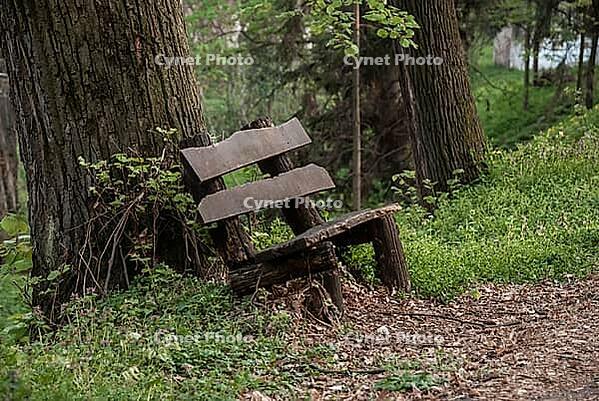Rustic wooden bench in forest setting for nature-themed projects [IBR124626839]