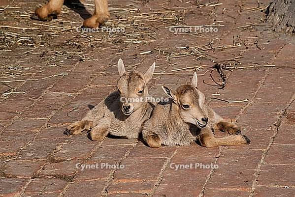 Baby goats resting on brick pathway in sunlit farm setting [IBR124626841]