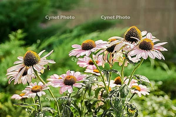Vibrant coneflower blooms in a lush garden setting [IBR124626848]