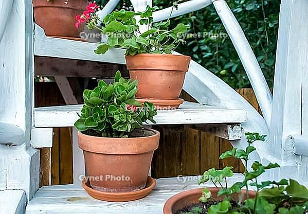Kolomna, Russia - August 17, 2014 - Vibrant geraniums in terracotta pots on wooden garden stairs [IBR124626855]