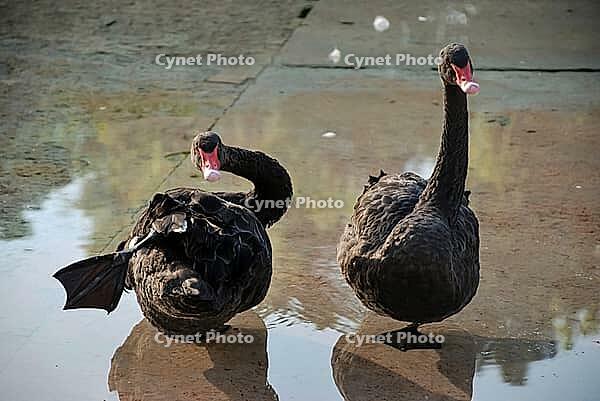 Two black swans in shallow water with reflections [IBR124626862]