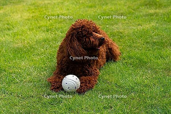 A curly-coated dog relaxes on a lush green lawn with a toy ball. the scene captures a playful and serene moment, the joy of outdoor activities for pets [IBR124626869]