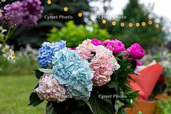 A beautifully vibrant garden filled with colorful hydrangeas and peonies. the scene essence of a peaceful summer day, perfect for nature lovers [IBR124626874]