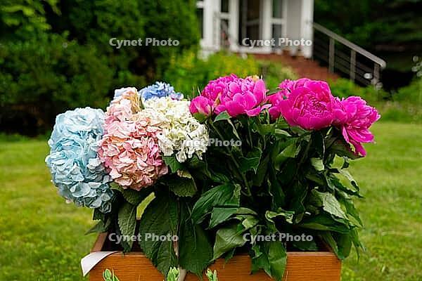 A vibrant arrangement of blue, pink, and white flowers in a wooden box set against a lush garden backdrop, conveying a sense of natural beauty and freshness [IBR124626876]