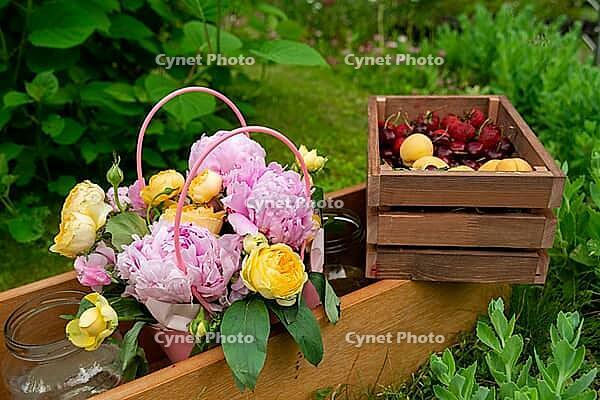 A charming summer garden scene featuring a basket of pink peonies and yellow roses alongside a wooden crate filled with fresh cherries and apricots. ideal for nature-inspired designs [IBR124626886]