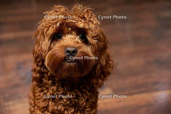 A cute, curly-haired dog with an attentive expression sits on a polished wooden floor, showcasing its fluffy coat and deep eyes. perfect for pet-themed designs or animal lovers [IBR124626896]