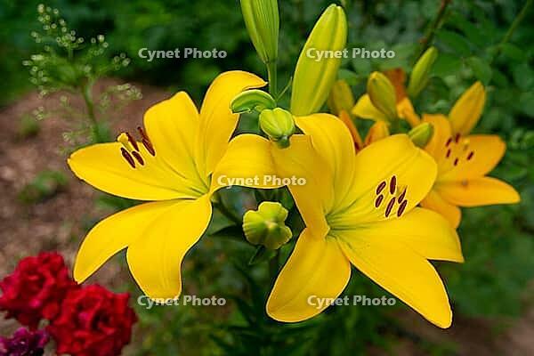 Bright yellow lilies flourish in a lush green garden, showcasing their vivid petals and intricate details. a celebration of nature's vibrant beauty in full bloom [IBR124626897]