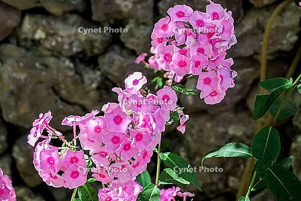 Vibrant pink phlox blossoms against stone wall in sunlit garden [IBR124626911]