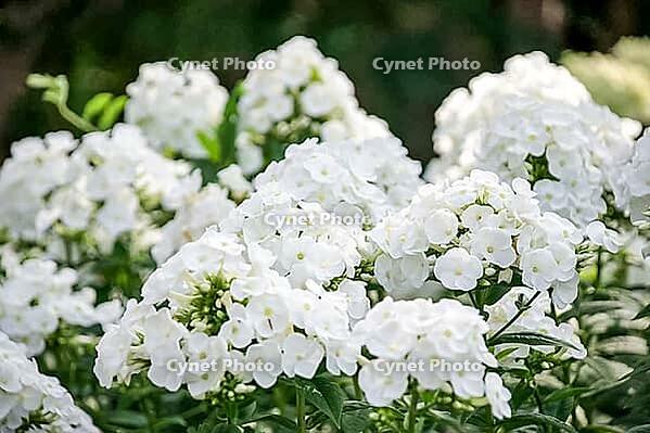 Abundant white flowers in lush garden setting [IBR124626916]