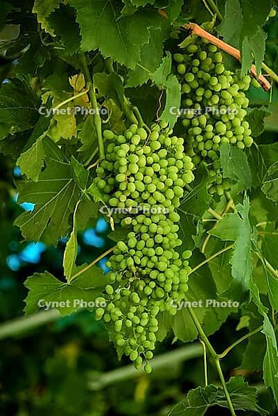 Lush green grapes on vine with dense foliage in vineyard setting [IBR124626920]