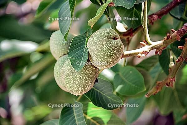 Ripe green walnuts on tree branch with lush leaves in sunlight [IBR124626921]