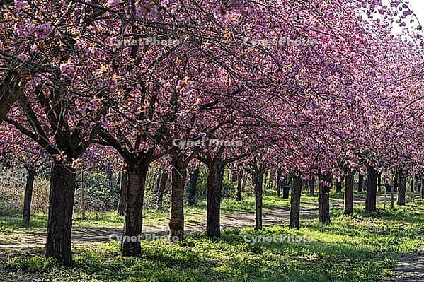 Cherry blossoms on the former wall strip between the Berlin district of Lichterfelde and Teltow, Berlin, 21.04.2026 < english> Cherry blossoms on the former Berlin Wall Strip between the Berlin districts of Lichterfelde and Teltow, April 21, 2026 [IBR124626925]