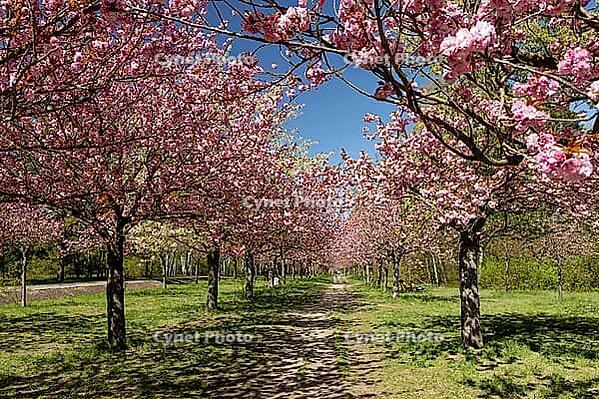 Cherry blossoms on the former wall strip between the Berlin district of Lichterfelde and Teltow, Berlin, 21.04.2026 < english> Cherry blossoms on the former Berlin Wall Strip between the Berlin districts of Lichterfelde and Teltow, April 21, 2026 [IBR124626926]