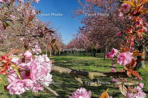 Cherry blossoms on the former wall strip between the Berlin district of Lichterfelde and Teltow, Berlin, 21.04.2026 < english> Cherry blossoms on the former Berlin Wall Strip between the Berlin districts of Lichterfelde and Teltow, April 21, 2026 [IBR124626927]