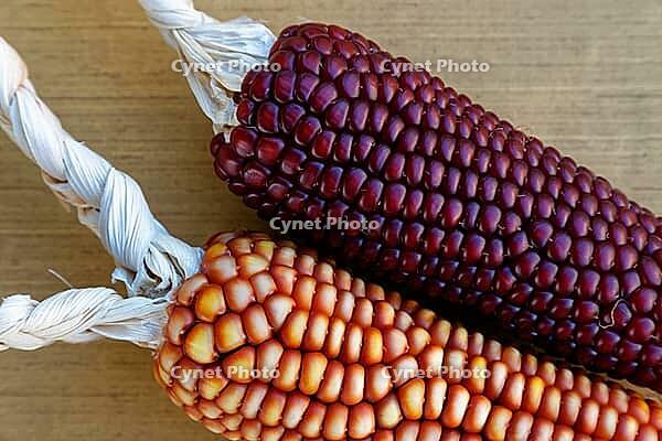 Dried maize cobs (Zea mays), Loureira, Leiria district, Centro region, Portugal [IBR124629034]