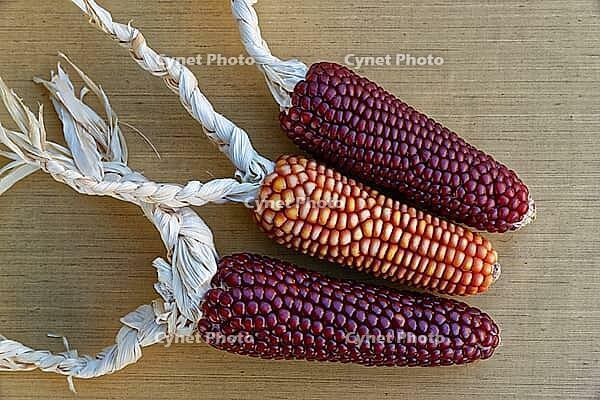 Dried maize cobs (Zea mays), Loureira, Leiria district, Centro region, Portugal [IBR124629036]