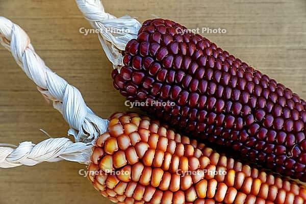 Dried maize cobs (Zea mays), Loureira, Leiria district, Centro region, Portugal [IBR124629037]