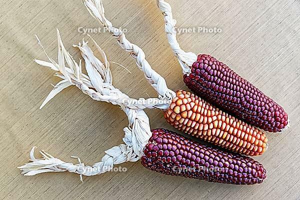 Dried maize cobs (Zea mays), Loureira, Leiria district, Centro region, Portugal [IBR124629038]