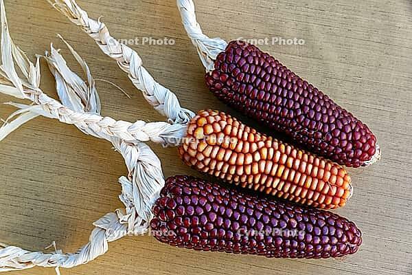 Dried maize cobs (Zea mays), Loureira, Leiria district, Centro region, Portugal [IBR124629039]