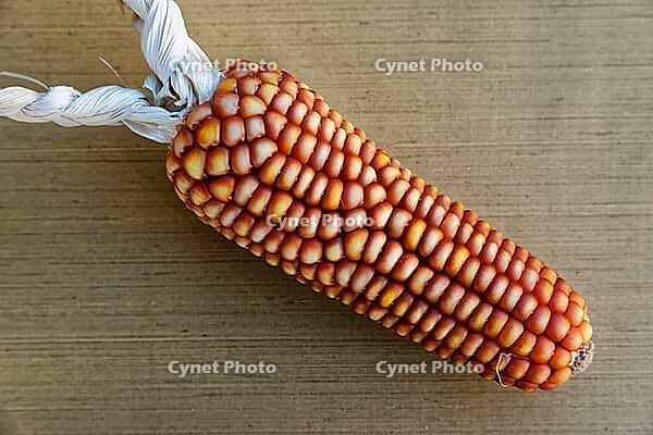 Dried maize cobs (Zea mays), Loureira, Leiria district, Centro region, Portugal [IBR124629040]
