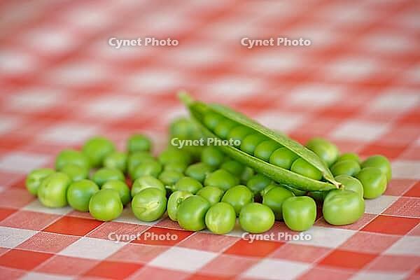 Peas (Pisum sativum) on a tablecloth, Loureira, Leiria district, Centro region, Portugal [IBR124629042]