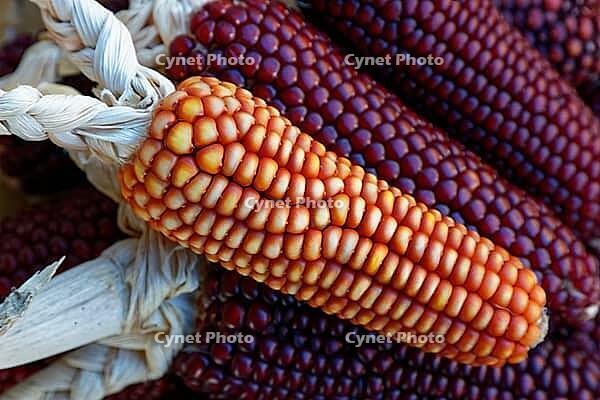 Dried maize cobs (Zea mays), Loureira, Leiria district, Centro region, Portugal [IBR124629044]