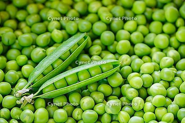 Peas (Pisum sativum), Loureira, Leiria district, Centro region, Portugal [IBR124629046]