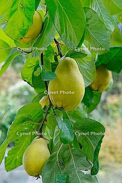Quinces (Cydonia oblonga) hanging on the tree, Kempen, North Rhine-Westphalia, Germany [IBR124629049]