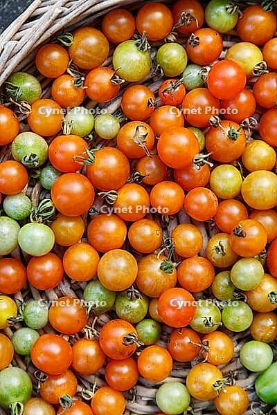 Cocktail tomatoes (Solanum lycopersicum) in a basket, Kempen, North Rhine-Westphalia, Germany [IBR124629050]