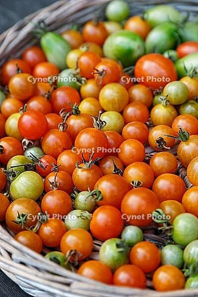 Cocktail tomatoes (Solanum lycopersicum) in a basket, Kempen, North Rhine-Westphalia, Germany [IBR124629051]