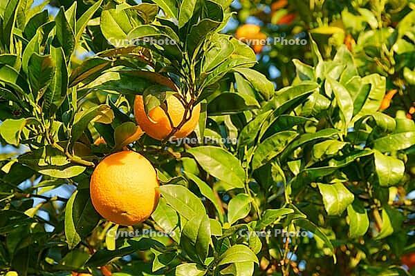 Oranges (Citrus sinensis) hanging from a tree, Loureira, Leiria district, Centro region, Portugal [IBR124629052]