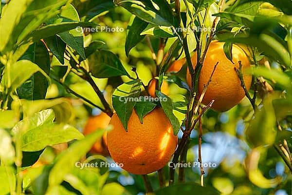 Oranges (Citrus sinensis) hanging from a tree, Loureira, Leiria district, Centro region, Portugal [IBR124629053]