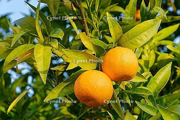 Oranges (Citrus sinensis) hanging from a tree, Loureira, Leiria district, Centro region, Portugal [IBR124629056]