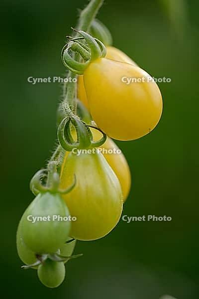 Yellow pear-shaped cocktail tomato (Solanum lycopersicum), Kempen, North Rhine-Westphalia, Germany [IBR124629057]