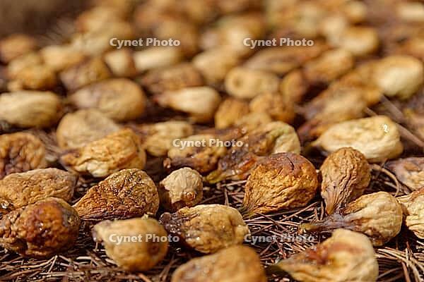 Figs (Ficus carica) drying in the sun, Loureira, Leiria district, Regiao do Centro, Portugal [IBR124629058]